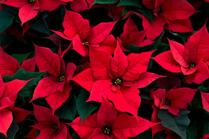 Poinsettia